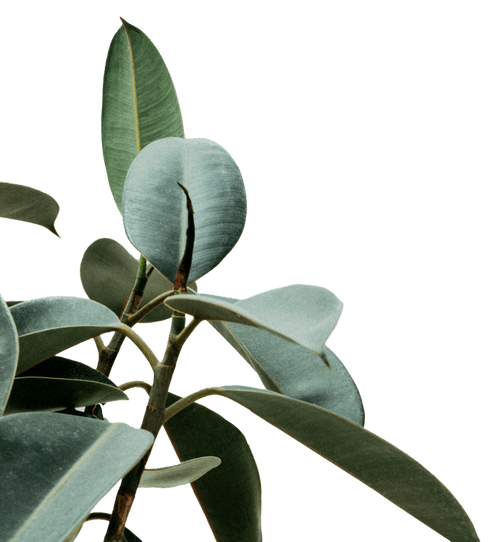 7-Day Meal Plan For Kidney Disease (CKD) with Snacks | Nourish